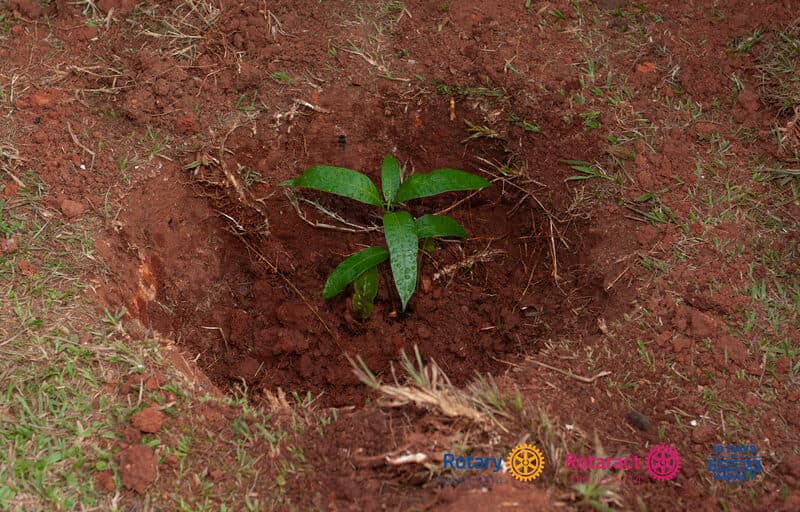 Tree seedling freshly planted during 10 Days of Double Impact